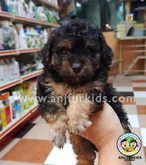 Quality Phantom Silver Tiny2 Toy Poodle  - Poodle Dog