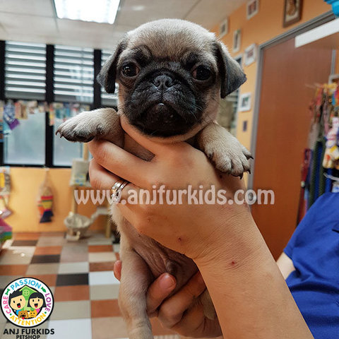 Quality Male P6ug Puppy  - Pug Dog