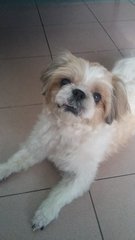 Bebe-shih Tzu - Shih Tzu Dog