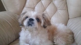 Bebe-shih Tzu - Shih Tzu Dog