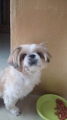 Bebe-shih Tzu - Shih Tzu Dog