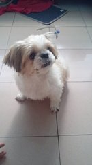 Bebe-shih Tzu - Shih Tzu Dog