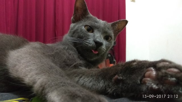 Miki - Russian Blue Cat