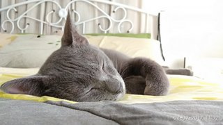 Miki - Russian Blue Cat