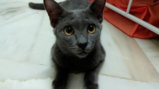 Miki - Russian Blue Cat