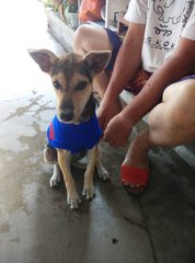 Baby (Big Ear Small Size Puppy) - Mixed Breed Dog