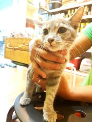 Grey - Domestic Medium Hair Cat