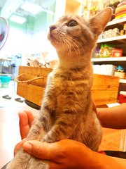 Grey - Domestic Medium Hair Cat