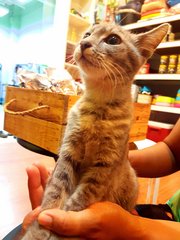 Grey - Domestic Medium Hair Cat