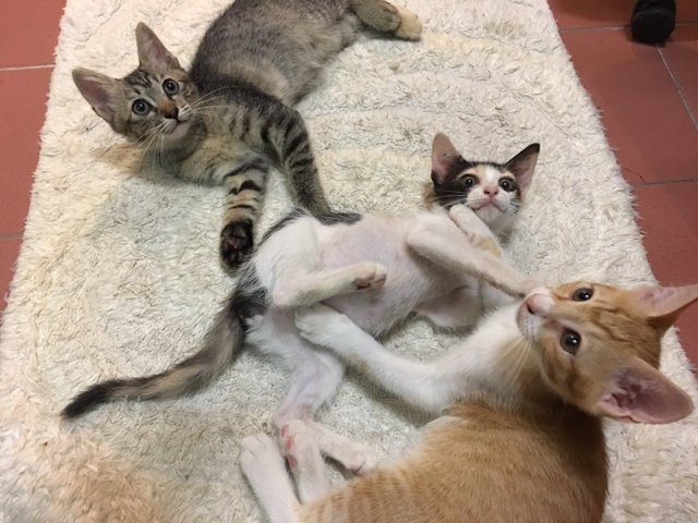 Calico, Tabby And Jingga - Domestic Medium Hair + Tortoiseshell Cat