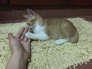 Calico, Tabby And Jingga - Domestic Medium Hair + Tortoiseshell Cat