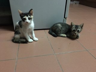 Calico, Tabby And Jingga - Domestic Medium Hair + Tortoiseshell Cat