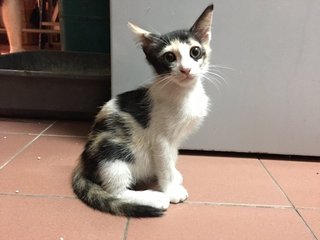 Calico, Tabby And Jingga - Domestic Medium Hair + Tortoiseshell Cat