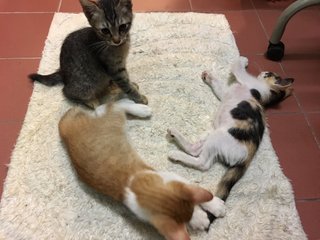 Calico, Tabby And Jingga - Domestic Medium Hair + Tortoiseshell Cat