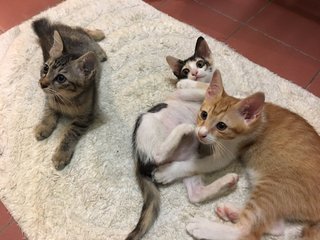 Calico, Tabby And Jingga - Domestic Medium Hair + Tortoiseshell Cat