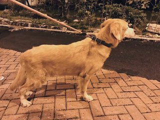 Golden - Golden Retriever Dog