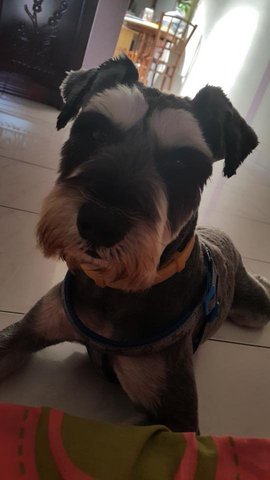 Yang Yang - Schnauzer Dog