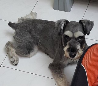 Yang Yang - Schnauzer Dog