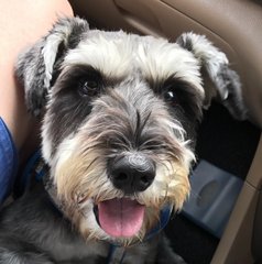 Yang Yang - Schnauzer Dog