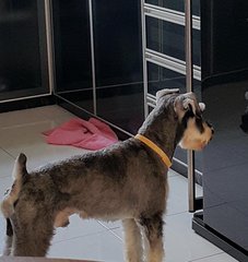 Yang Yang - Schnauzer Dog