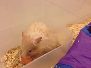 Jigaree - Syrian / Golden Hamster Hamster