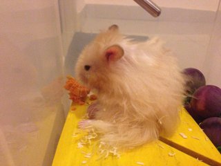 Jigaree - Syrian / Golden Hamster Hamster