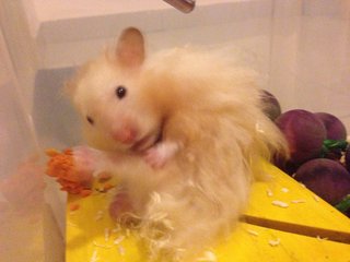 Jigaree - Syrian / Golden Hamster Hamster