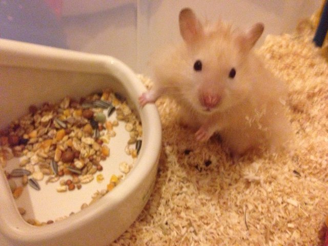 Jigaree - Syrian / Golden Hamster Hamster