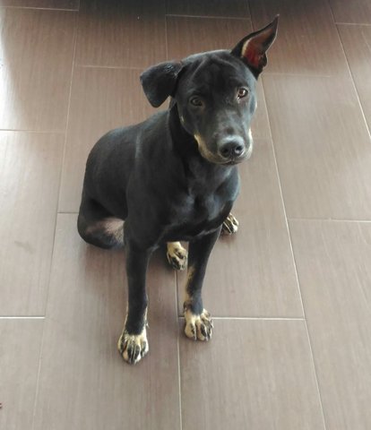 PF85123 - Mixed Breed Dog