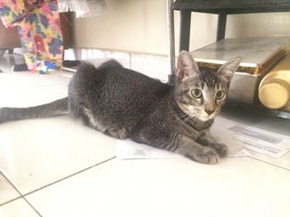 Antan  - Domestic Short Hair Cat