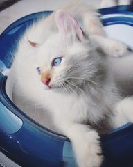 Christian Dior - American Curl Cat