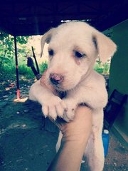 Taman Sentosa Klang Pups  - Mixed Breed Dog