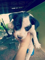 Taman Sentosa Klang Pups  - Mixed Breed Dog