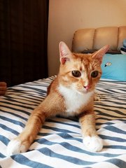 阿福 Afu - Domestic Short Hair + Tabby Cat