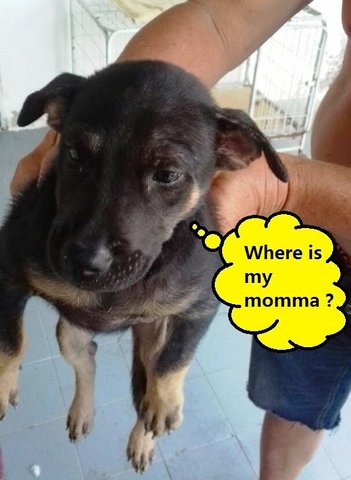 Pity Puppy Looks For Home - Mixed Breed Dog