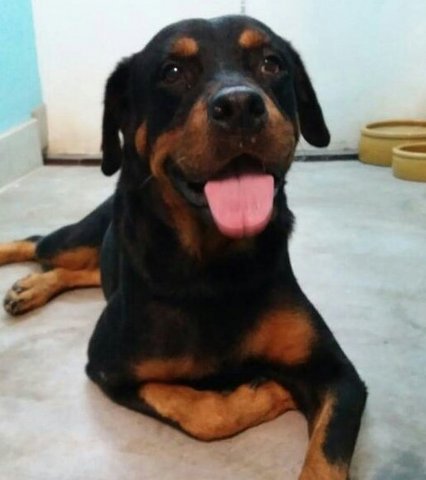 Roti Girl - Rottweiler Dog