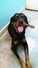 Roti Girl - Rottweiler Dog