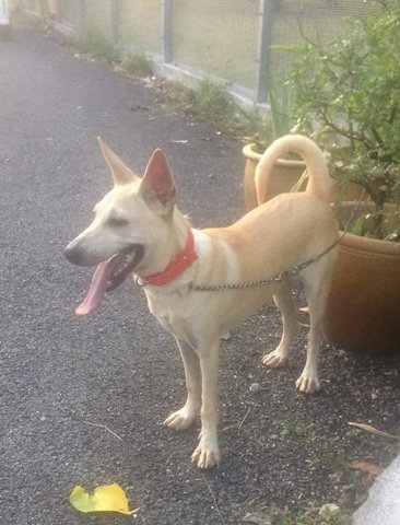 Eeleen - Basenji Mix Dog