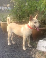 Eeleen - Basenji Mix Dog