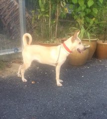 Eeleen - Basenji Mix Dog