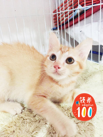 Mengmeng 萌萌 - Domestic Short Hair Cat