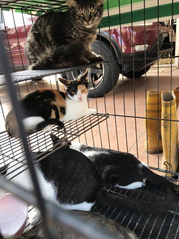 4 Kittens To Give Away - Domestic Short Hair Cat