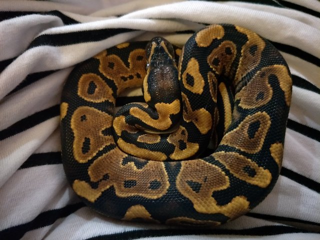 Ball Python - Snake Reptile