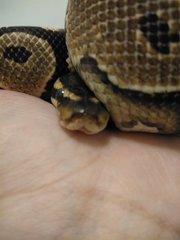 Ball Python - Snake Reptile