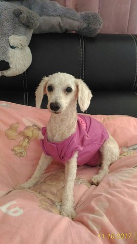 Bambi - Poodle Dog