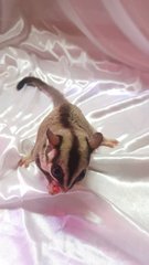 Peanut - Sugar Glider Small & Furry