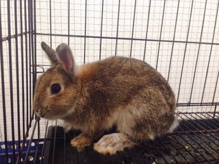 PF85227 - Netherland Dwarf Rabbit