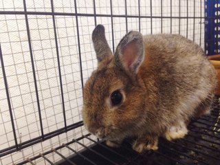 PF85227 - Netherland Dwarf Rabbit