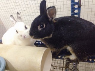 PF85227 - Netherland Dwarf Rabbit