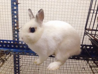 PF85227 - Netherland Dwarf Rabbit